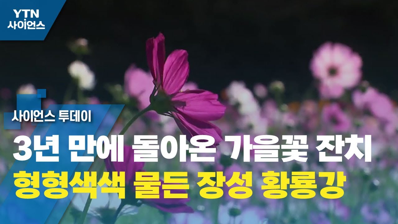 3년 만에 돌아온 가을꽃 잔치...형형색색 물든 장성 황룡강 / Ytn 사이언스 - Youtube