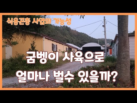 굼벵이 사육으로 얼마나 벌 수 있나? _ 1편