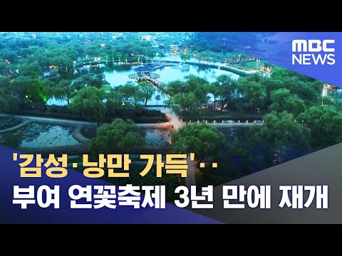 '감성·낭만 가득'‥부여 연꽃축제 3년 만에 재개 (2022.07.14/뉴스투데이/MBC)