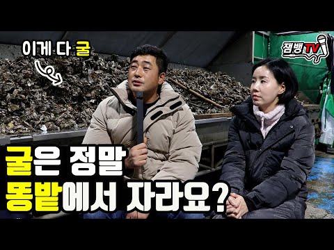 굴 먹기 전에 무조건 봐야 하는 영상 | 굴과 인분에 대한 오해와 진실