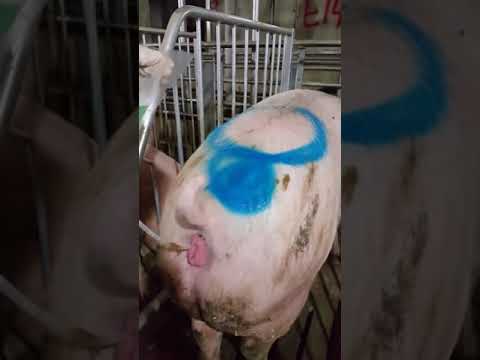 처녀돼지의 인공수정(Gilt Artificial Insemination)