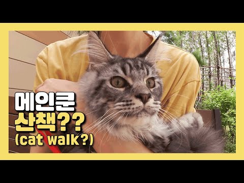 메인쿤 고양이  정말 산책이 가능할까 cat walk?