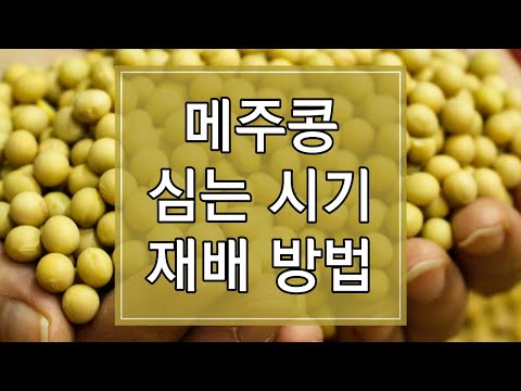 2023년 메주콩 심는 시기 및 재배방법 알아보기