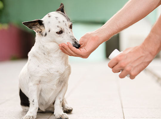 Meloxicam For Your Dog: Side Effects To Keep An Eye On – Innovet Pet