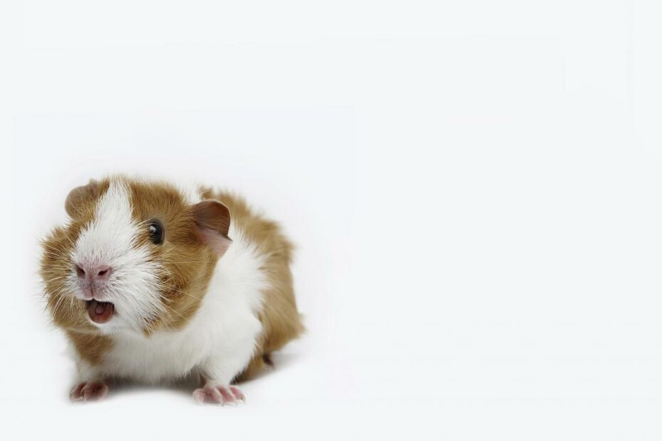 How To Decipher Guinea Pig Sounds And Body Language