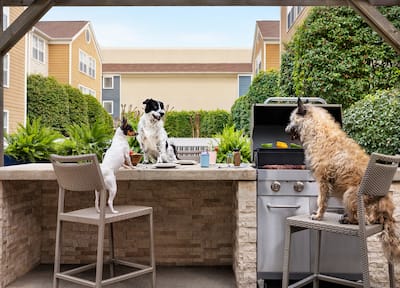 Pet-Friendly Hotels - Book Top Dog & Cat-Friendly Hotels With Hilton