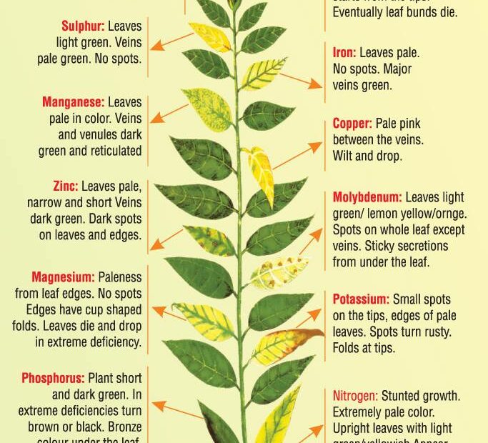 Plant Stress Guide 2019