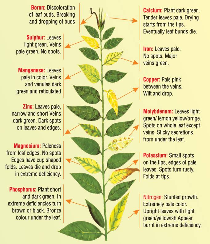 Plant Stress Guide 2019