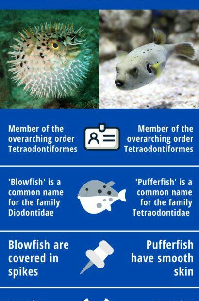 Pufferfish Vs Blowfish | What'S The Difference? | Fantasea Aquariums