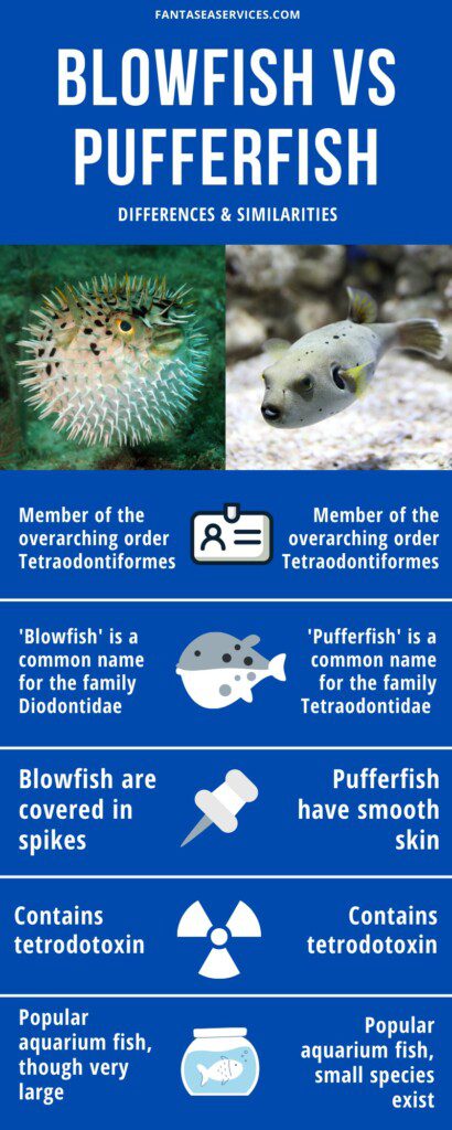 Pufferfish Vs Blowfish | What'S The Difference? | Fantasea Aquariums