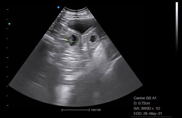 Canine Pregnancy Scanning West Midlands