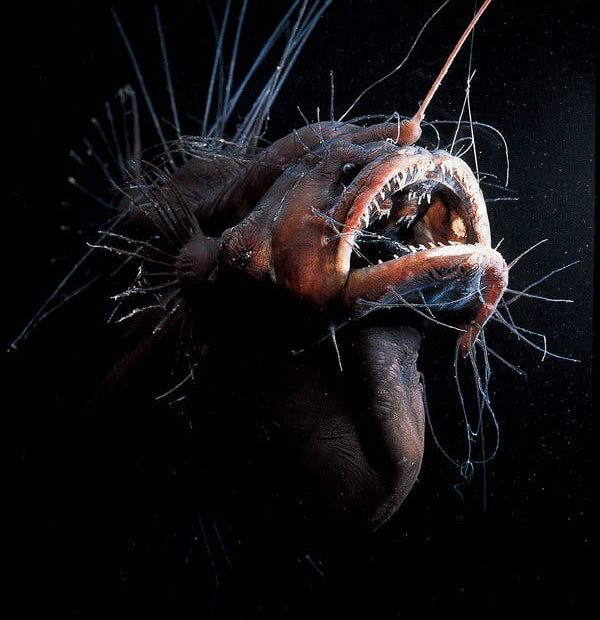 The Creepy Anglerfish Comes To Light. (Just Don'T Get Too Close.) - The New  York Times