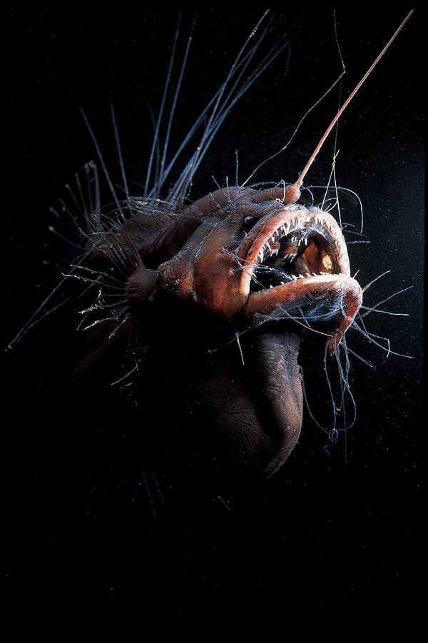 The Creepy Anglerfish Comes To Light. (Just Don'T Get Too Close.) - The New  York Times