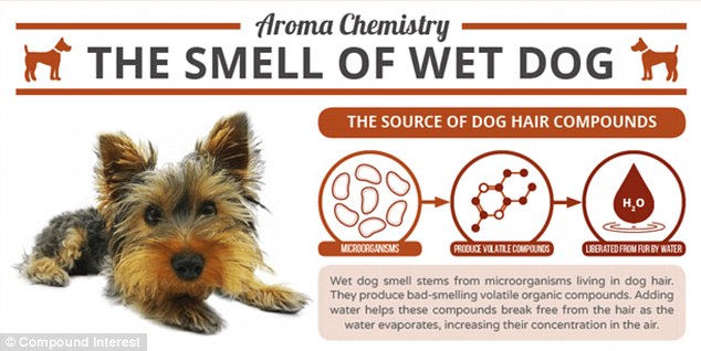 Why Your Wet Dog Smells So Distinctive | Daily Mail Online