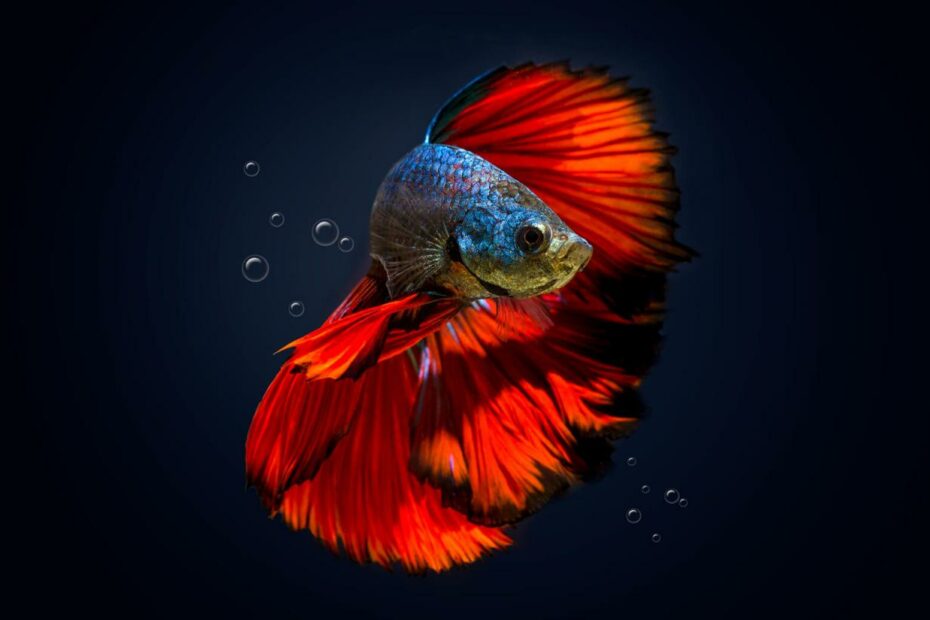 Know If A Betta Fish Is Happy With These 7 Signs | Lovetoknow Pets