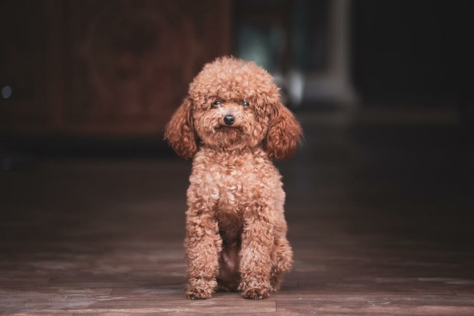 The Miniature Poodle: Guide To A Clever, Graceful Breed | Lovetoknow Pets