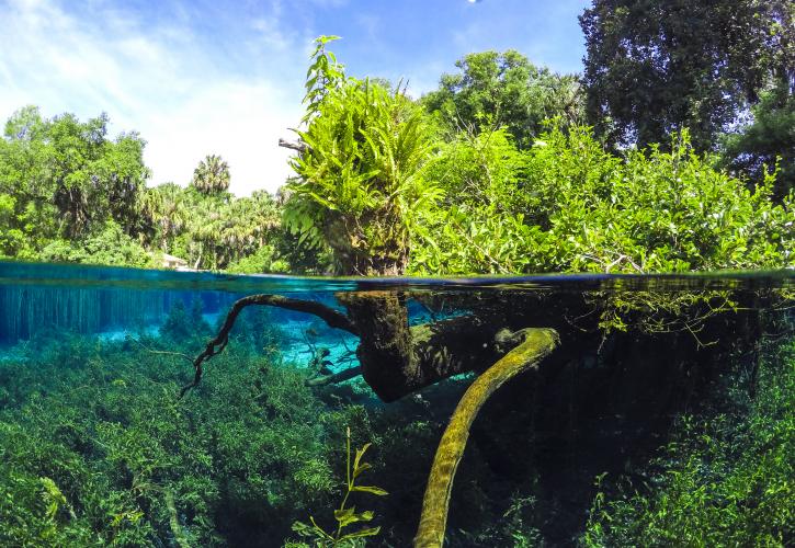 Rainbow Springs State Park | Florida State Parks