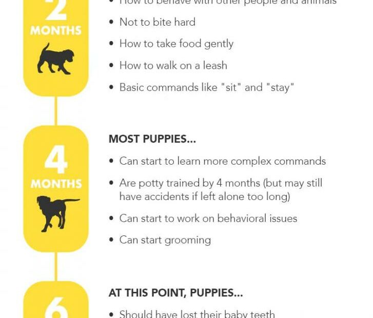 What Should A Puppy Know