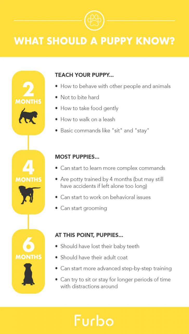 What Should A Puppy Know