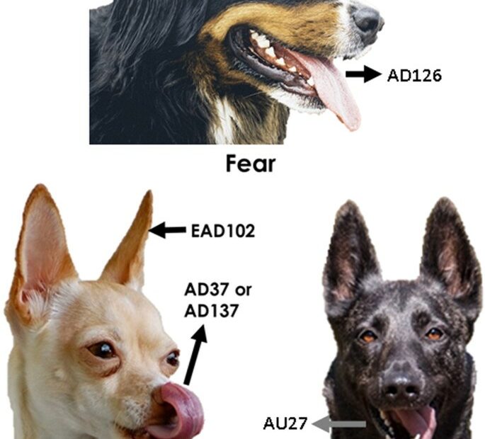 Dogs And Humans Respond To Emotionally Competent Stimuli By Producing  Different Facial Actions | Scientific Reports