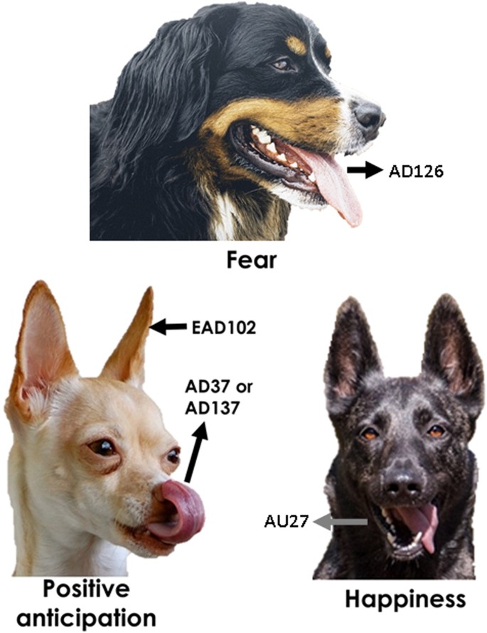 Dogs And Humans Respond To Emotionally Competent Stimuli By Producing  Different Facial Actions | Scientific Reports