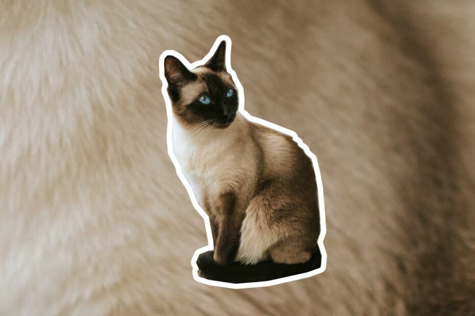 Siamese Cat Breed Profile