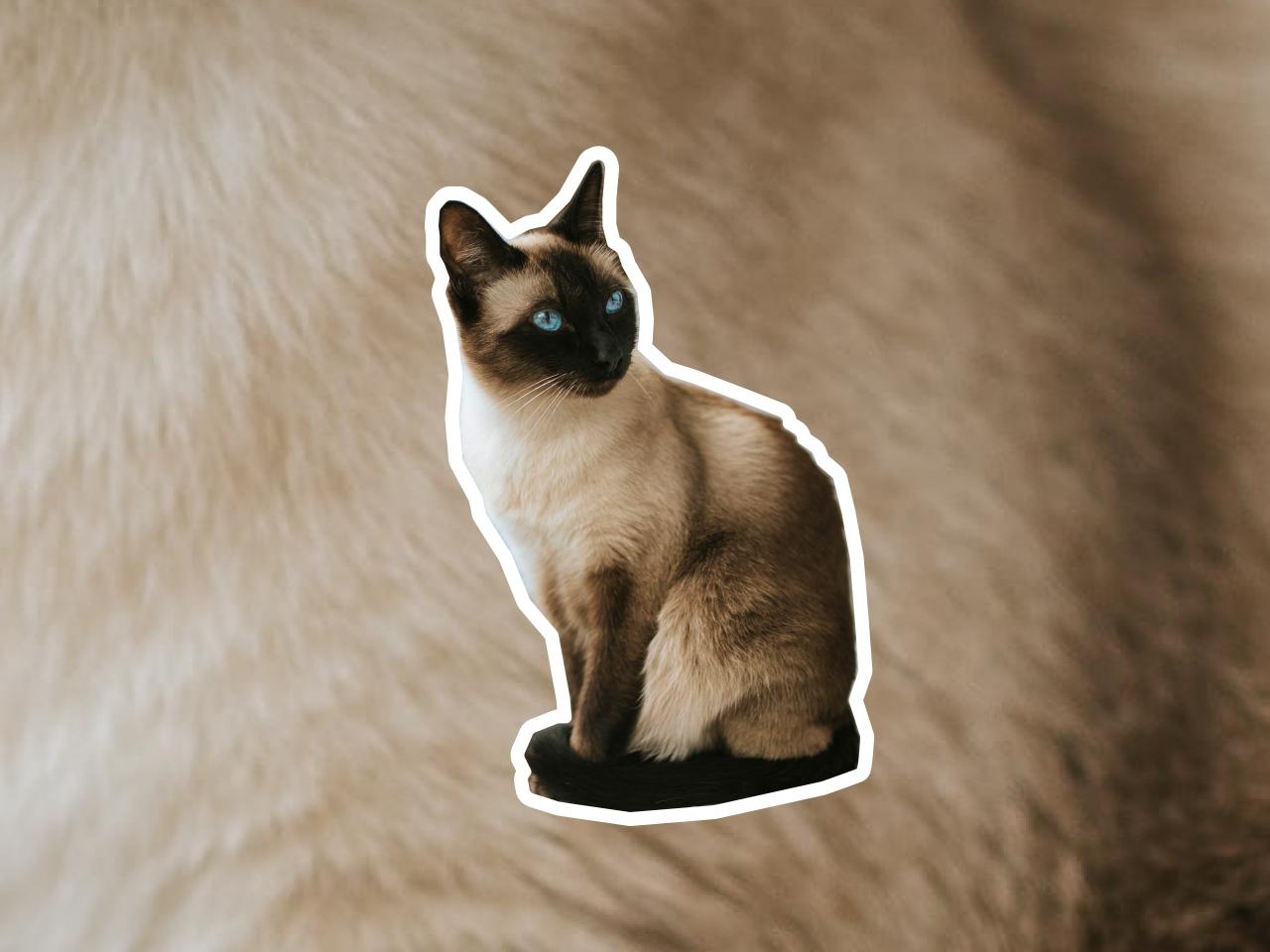 Siamese Cat Breed Profile