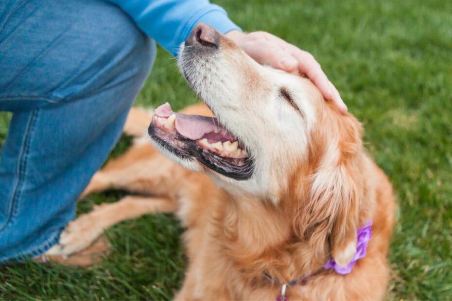 How To Make Your Dog An Emotional Support Animal | Pettable – Esa Experts