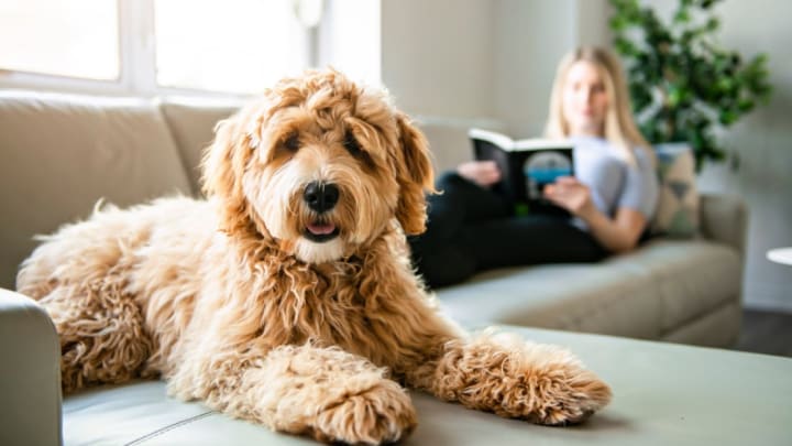 Dog Fur Vs. Dog Hair: What'S The Difference? | Mental Floss