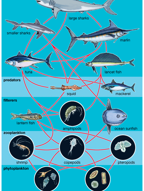 Aquatic Food Web - Students | Britannica Kids | Homework Help