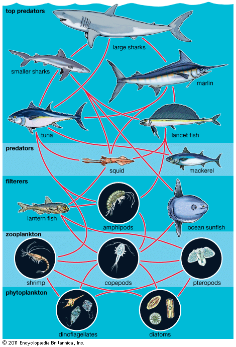 Aquatic Food Web - Students | Britannica Kids | Homework Help