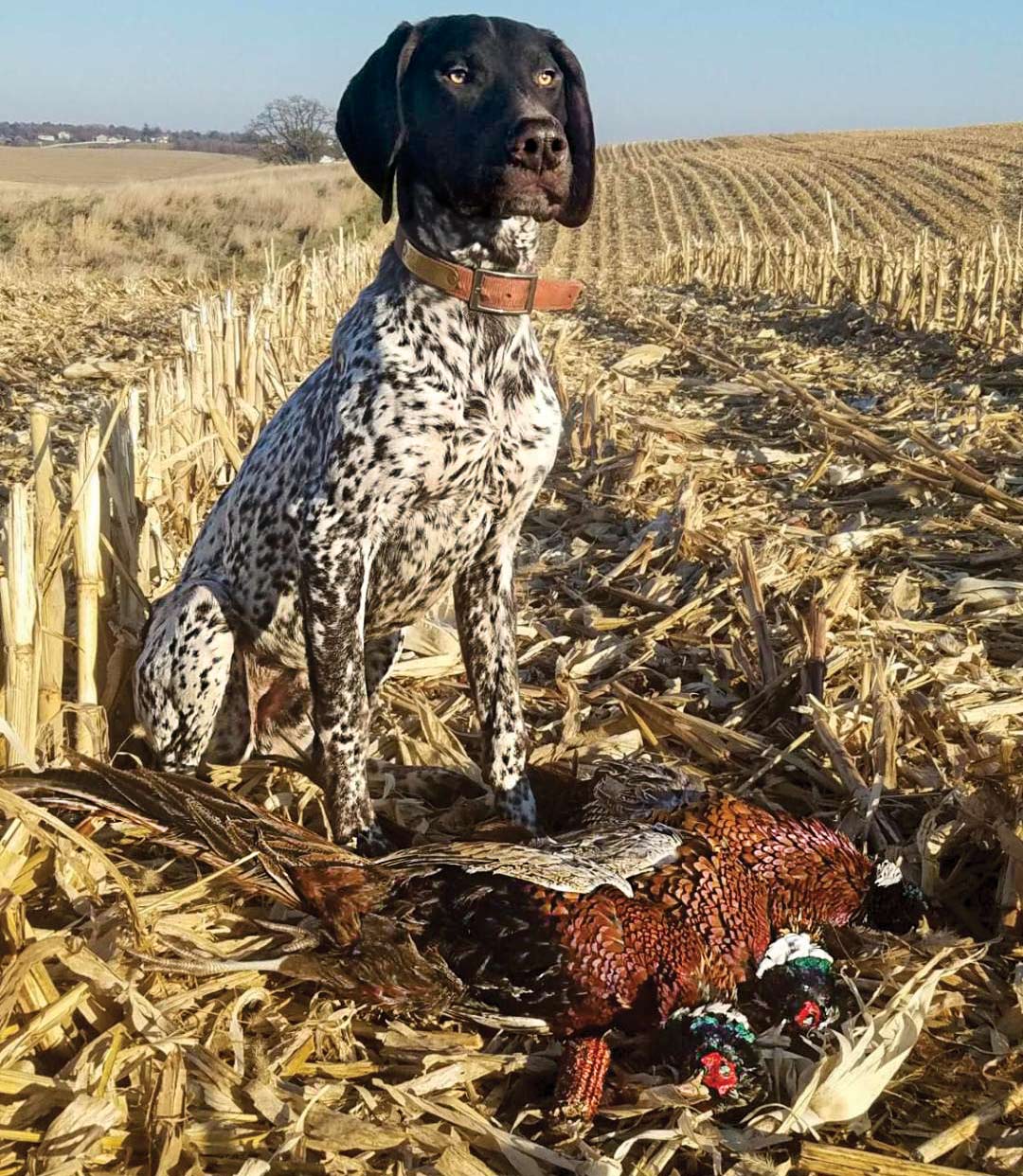 Whats The Best Dog For Hunting Pheasants? Top Breeds Unveiled!