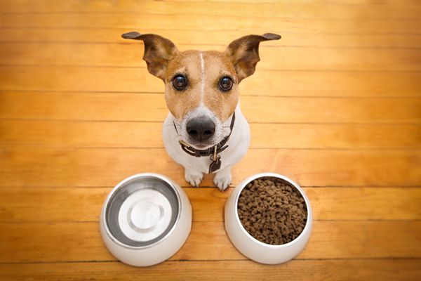 What Are The Signs Of A Truly Hungry Dog? Let'S Discuss.