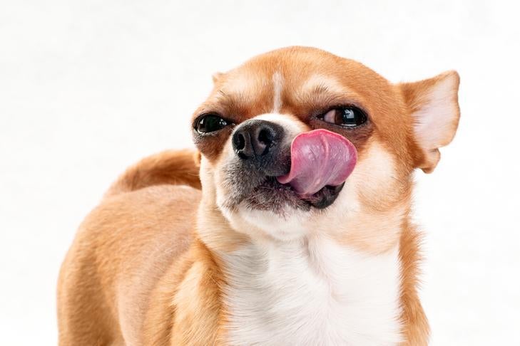 Should Dogs Lick Wounds? How Saliva & Licking Affect Healing Wounds