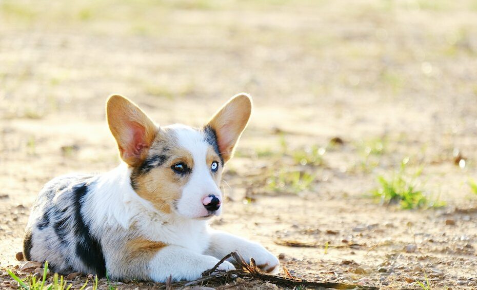 Blue Merle Corgis: Everything You Need To Know