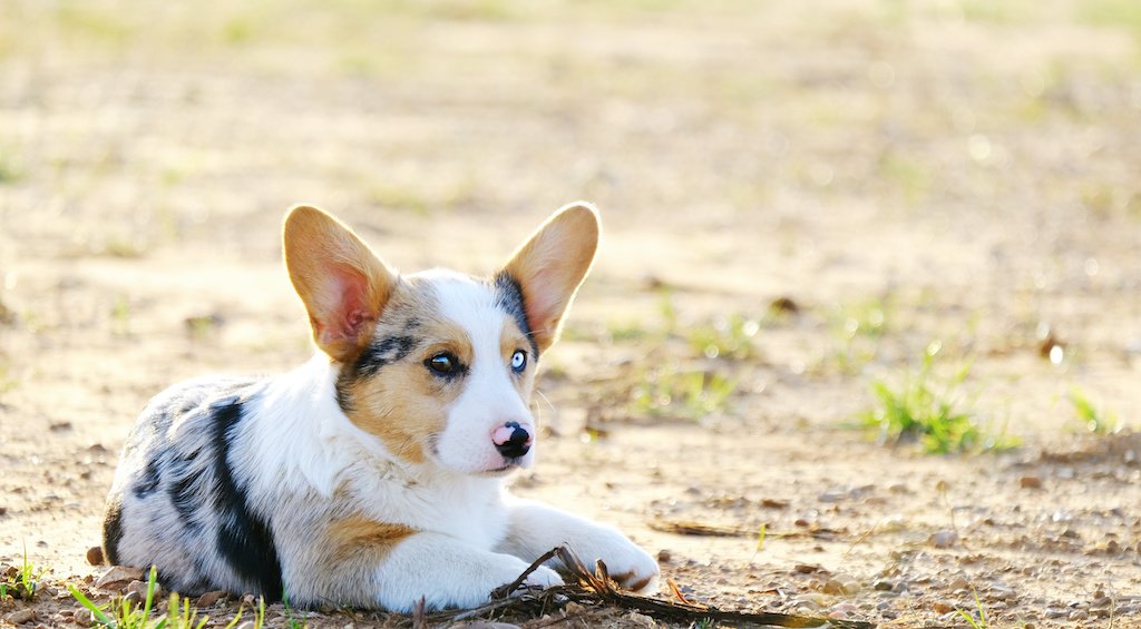 Blue Merle Corgis: Everything You Need To Know