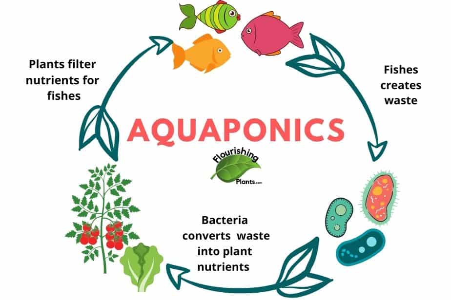 What Is Aquaponics: Everything You Need To Know - Flourishing Plants