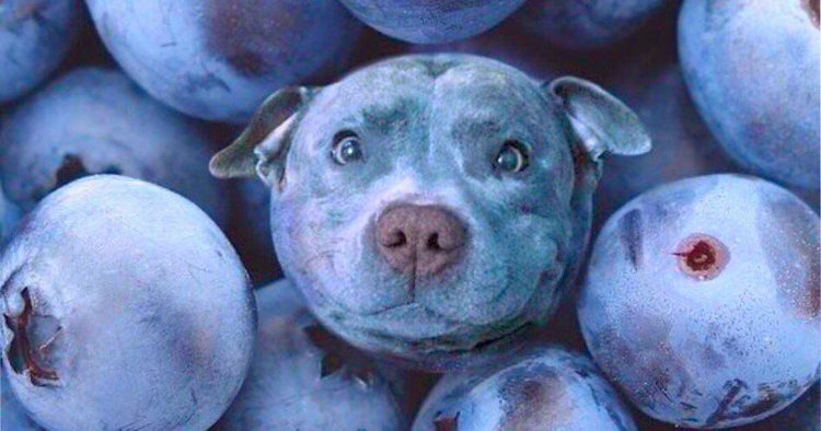 Blueberries For Dogs — Whoa Nelly! Raw Dog Food