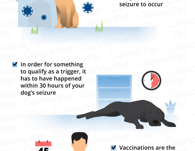 Dog Seizures: Triggers, Causes & Treatments | Canna-Pet®