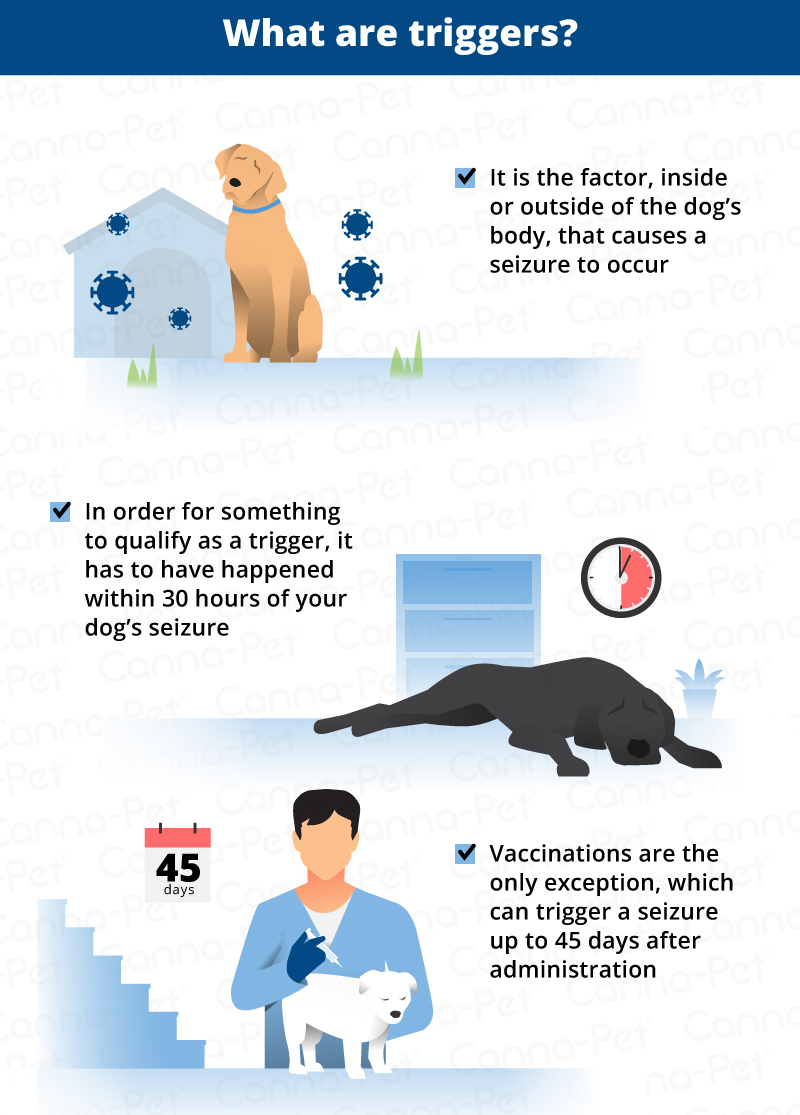 Dog Seizures: Triggers, Causes & Treatments | Canna-Pet®