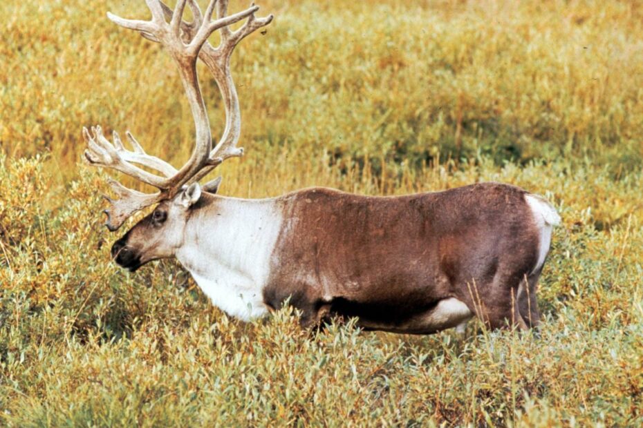 Reindeer | Habitat, Diet, Antlers, & Facts | Britannica