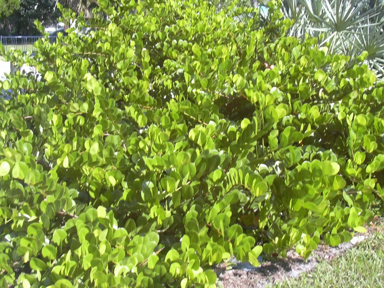 What Does A Coco Plum Tree Look Like? A Visual Guide