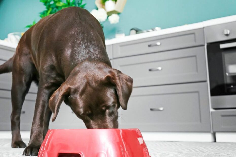 Is Coconut Oil Good Or Bad For Dogs? The Surprising Truth