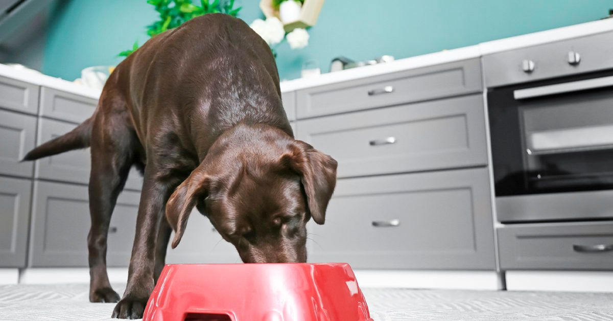 Is Coconut Oil Good Or Bad For Dogs? The Surprising Truth