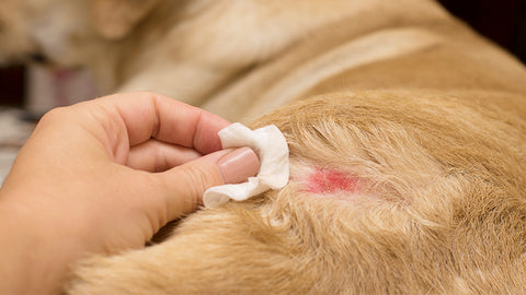 Topical Remedies For Cleaning Dog Wounds – Pet Natural Remedies