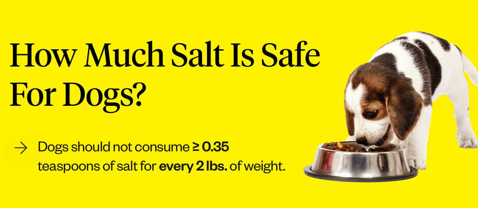 Is Salt Bad For Dogs? | Dutch