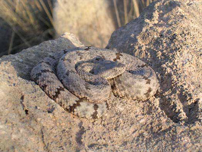 Carlsbad Caverns National Park Reptile And Amphibian Inventory (U.S.  National Park Service)