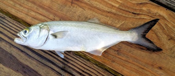 Bluefish | Mexican Fish.Com