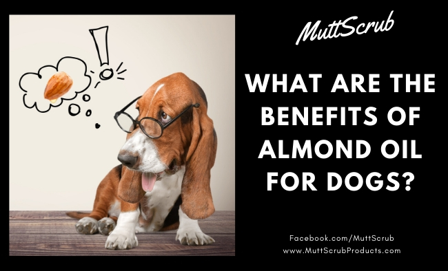 Almond Oil Benefits: How To Naturally Soothe Dog Skin Irritations - Mutt  Scrub Products