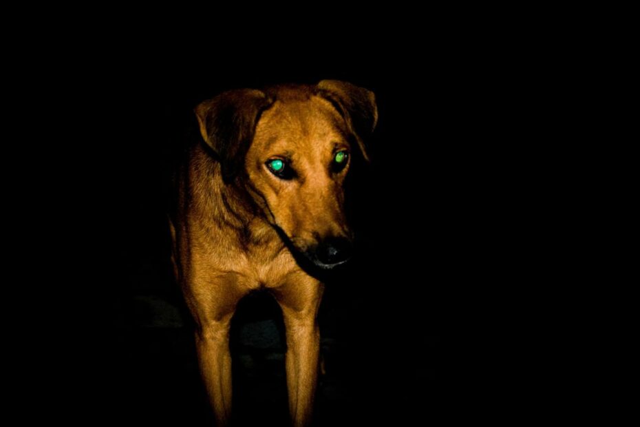 Can Your Dog See In The Dark?